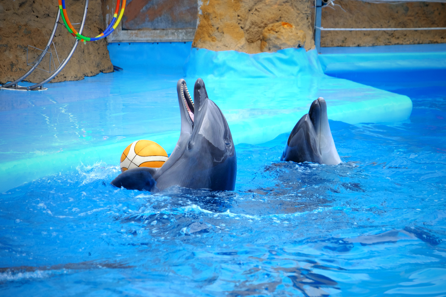 Dolphins Playing Tricks at the Dolphinarium 